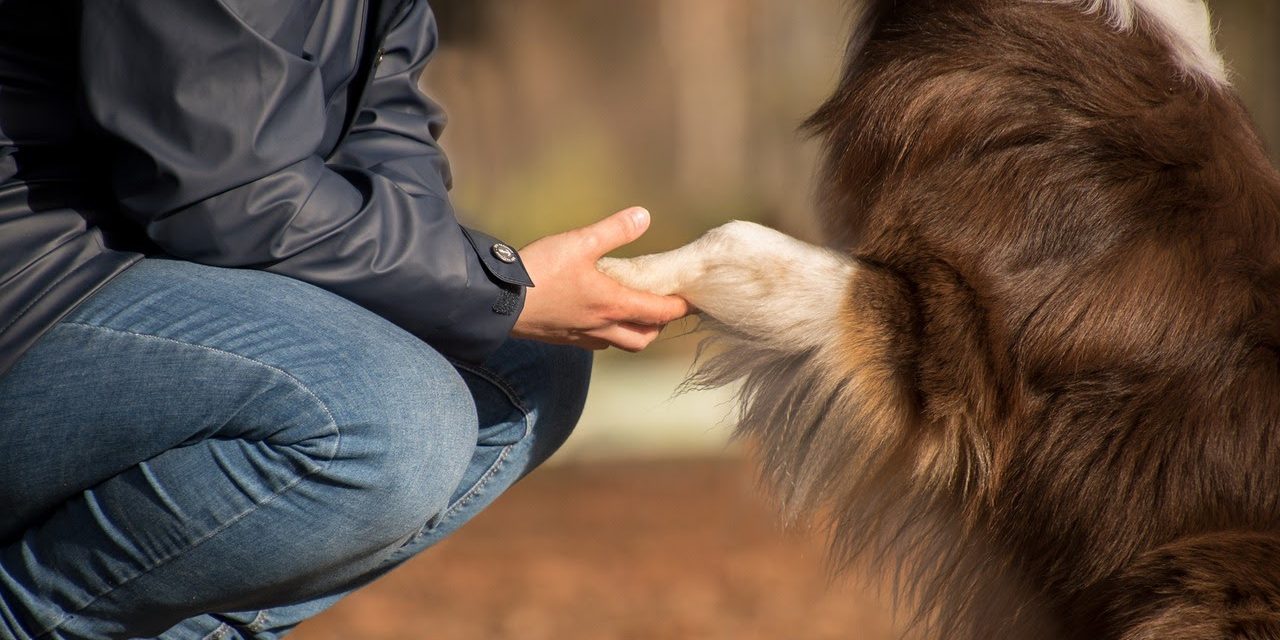 Man holding dog's paw