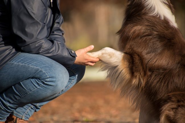Man holding dog's paw