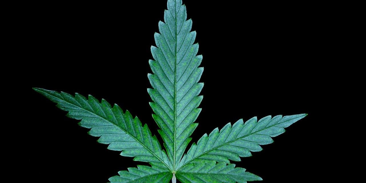 cannabis leaf