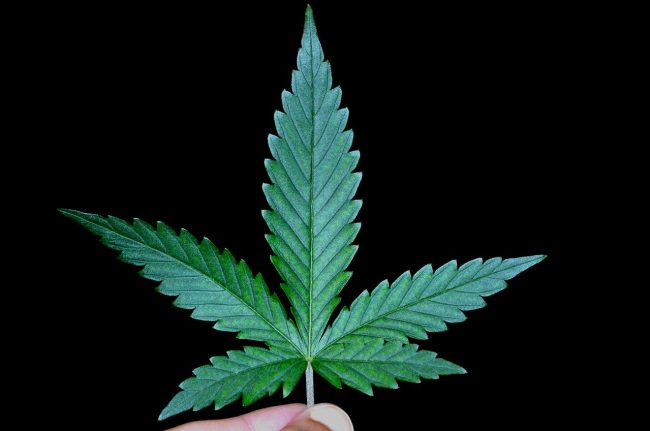 cannabis leaf
