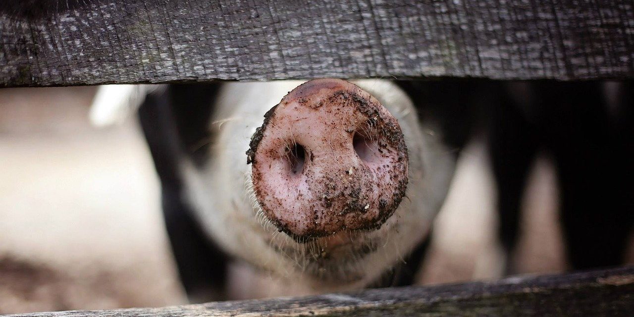 Pig snout