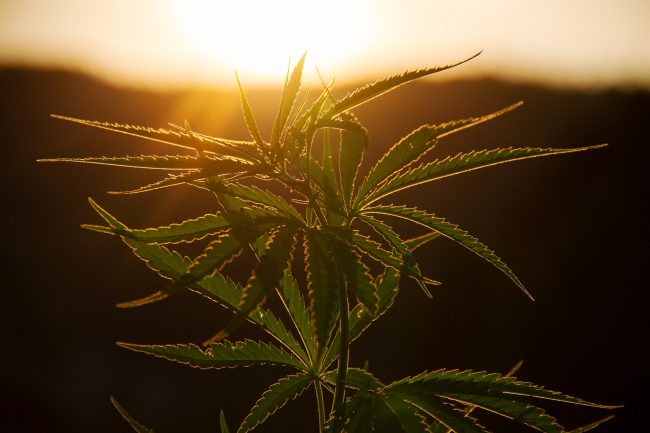 Cannabis plant with sun shining behind it