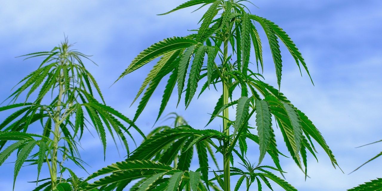 Hemp leaves