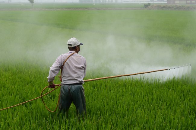 Man sprays pesticide on green field.