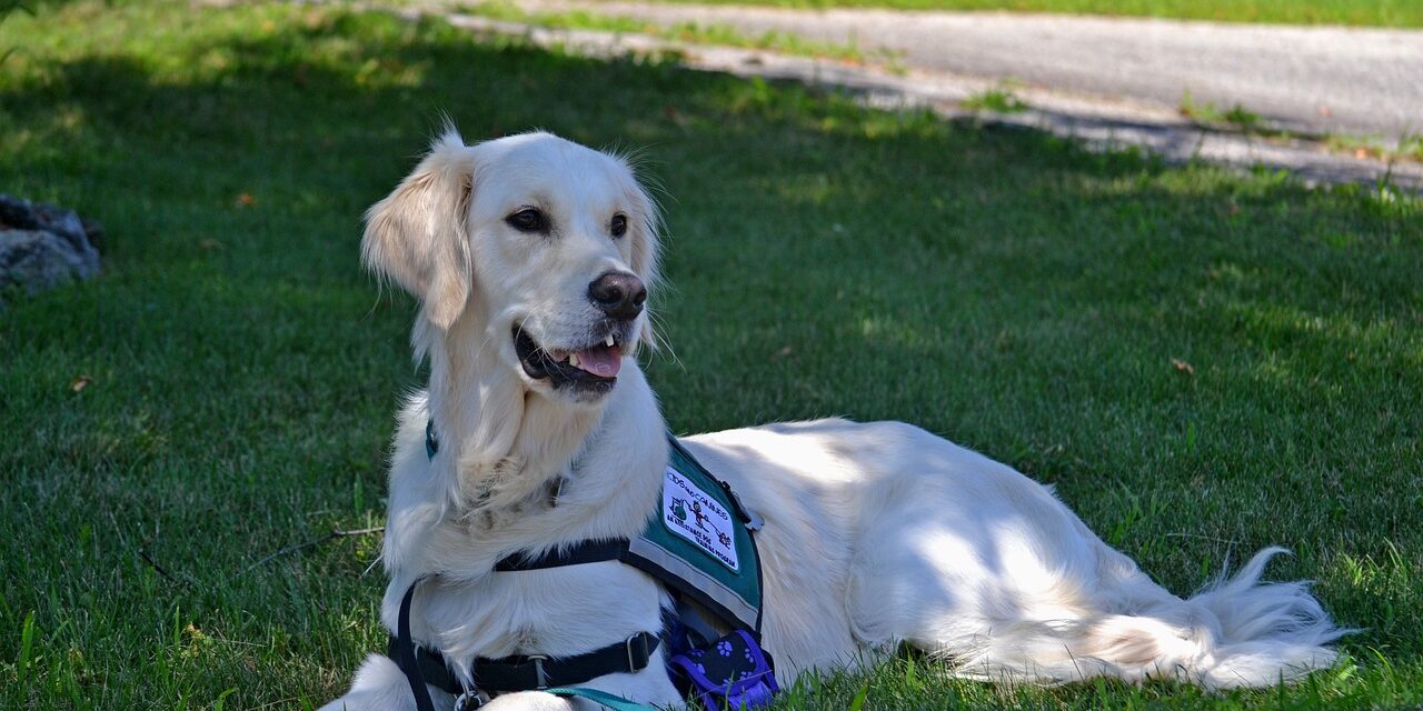 service dog ga64b36b66 1280