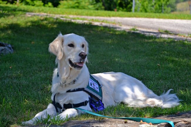 service dog ga64b36b66 1280