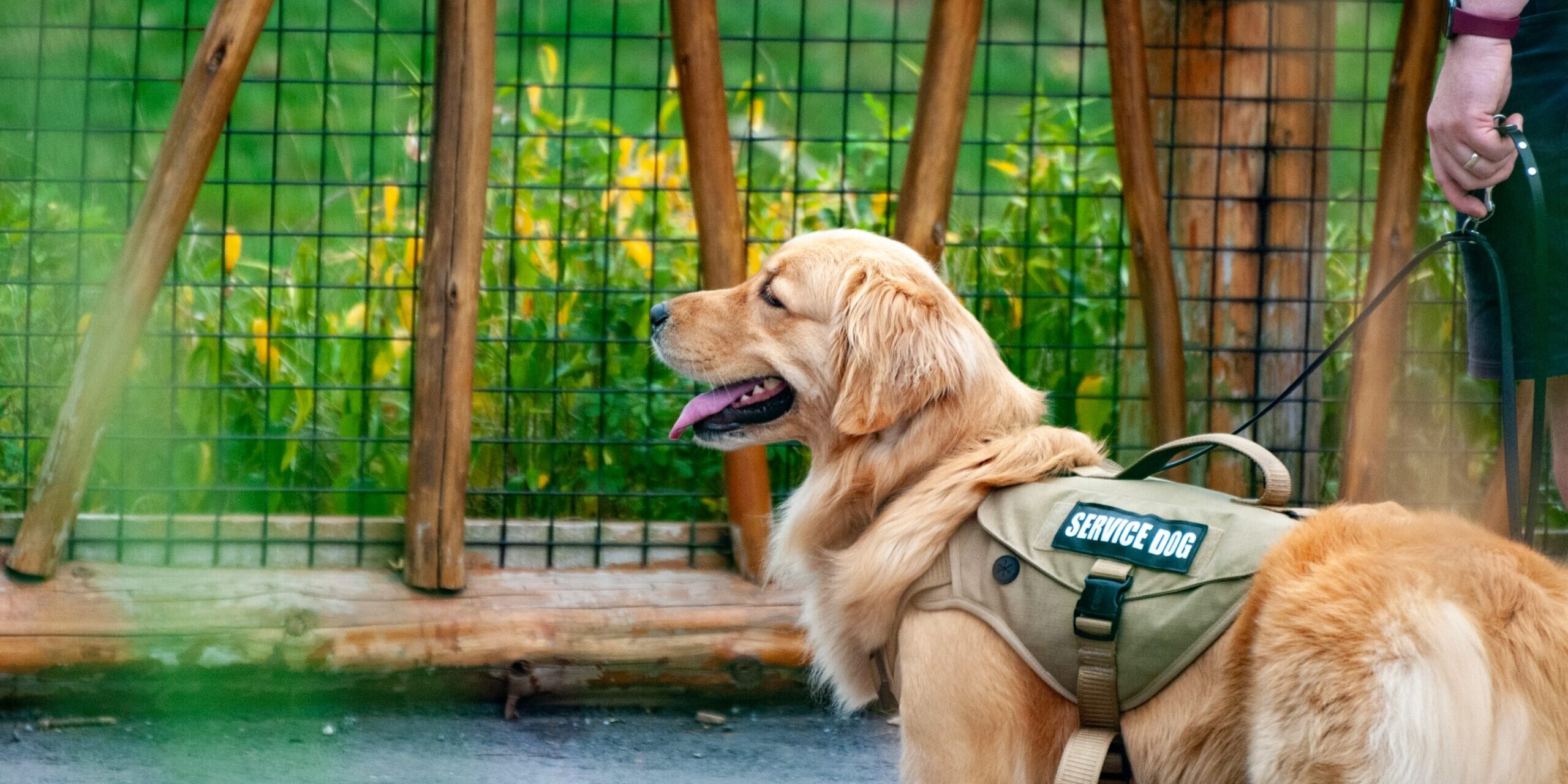 andy luo 8hjHLRkrxSk unsplash Service dog