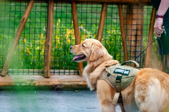 Service dog